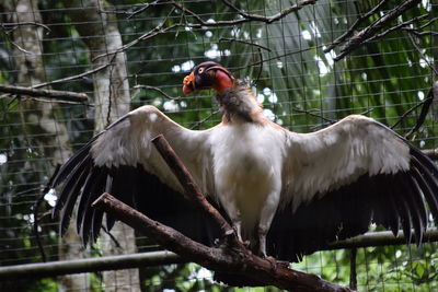 Low angle view of bird perching on branch