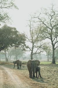 Elephants in forest
