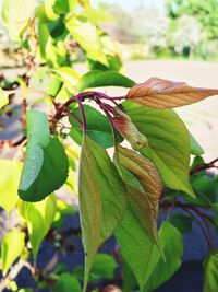 Close-up of plant