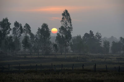 Silhouette trees on field against clear sky during sunset