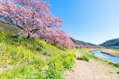 View of cherry blossom tree against clear sky