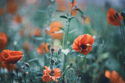 Poppy field flat, cool and light