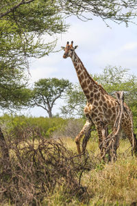 Giraffe standing on field against sky