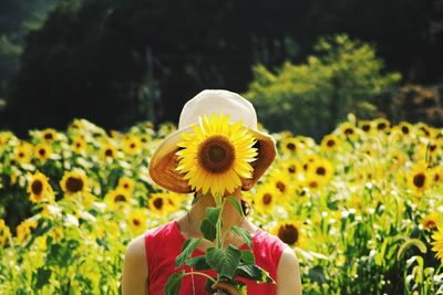 Front view of girl holding fresh sunflower in front of face on field
