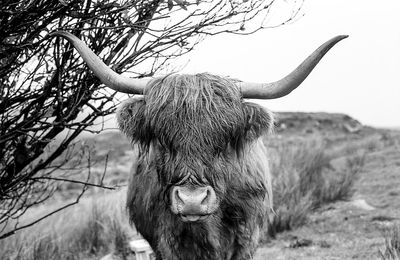 Highland cattle in a field