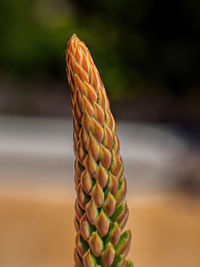 Close-up of pineapple