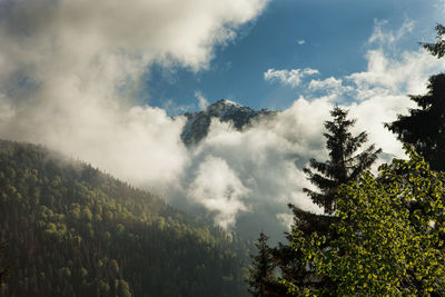 Panoramic view of trees and mountains against sky