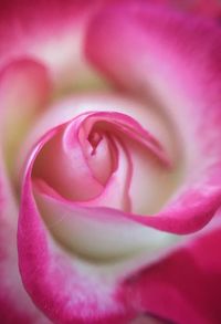 Close-up of pink rose