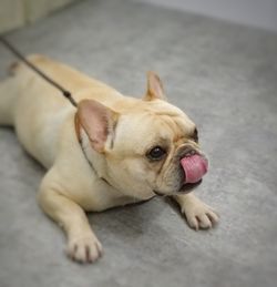 High angle view of dog lying down