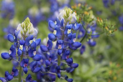 Close-up of purple flowers