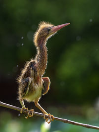 Close-up of bird