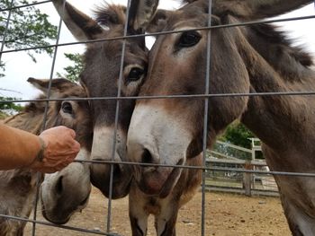 Close-up of hand feeding horse