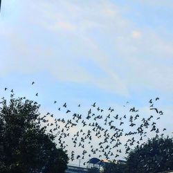 Low angle view of silhouette birds flying against sky