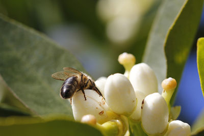 Close-up of insect pollinating on flower