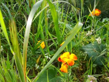 Close-up of yellow flowers blooming on field