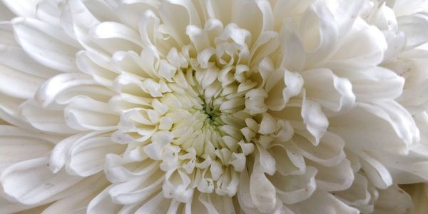 Full frame shot of white dahlia