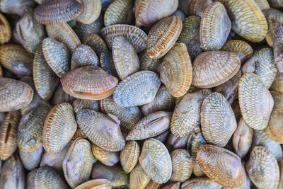 Full frame shot of seashells