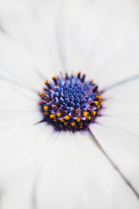 Close-up of flower against blurred background