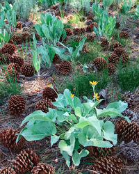 High angle view of plants growing on field