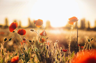 Close-up of red poppy flowers in field