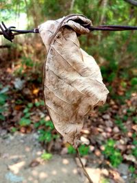 Close-up of dry leaf