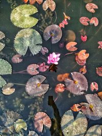 High angle view of flowering plant leaves in water