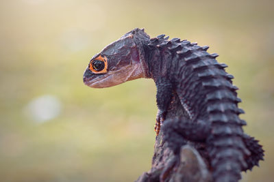 Close-up of a bird