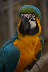 Close-up of a parrot