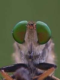 Close-up of fly on leaf