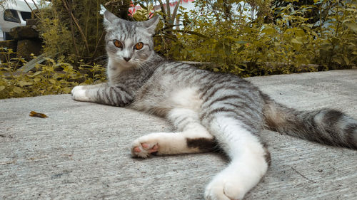 Portrait of cat resting