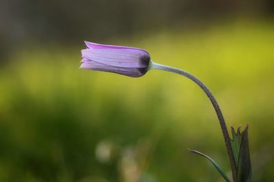 Close-up of purple flowering plant