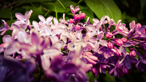 Close-up of pink flowers