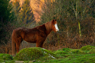 Side view of a horse in the forest