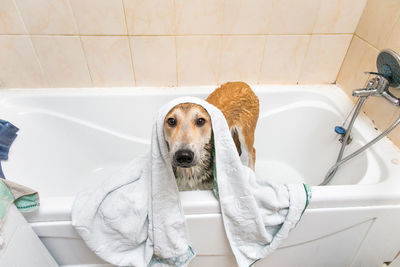 Dog in bathroom