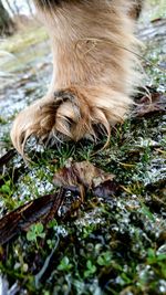 Close-up of horse on grass