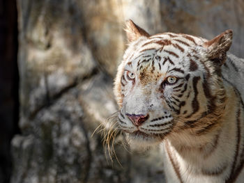 Close-up of a tiger