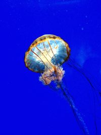 Low angle view of tree against blue sky