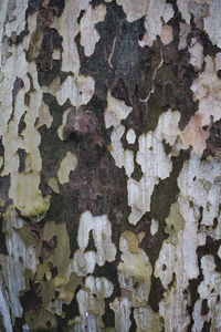 Full frame shot of old tree trunk