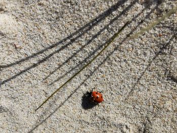 High angle view of ladybug on leaf