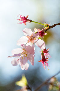 Close-up of pink cherry blossoms