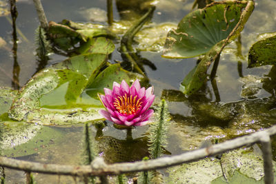 Close-up of lotus water lily in pond