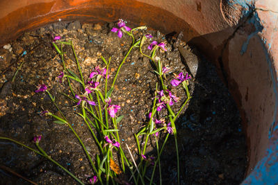 Close-up of crocus flowers
