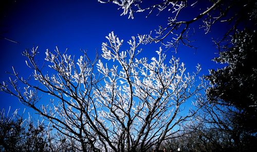 Low angle view of tree against blue sky