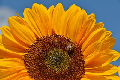 Close-up of sunflower