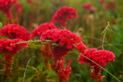 Close-up of red berries on plant