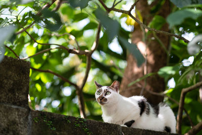 Portrait of a cat on branch