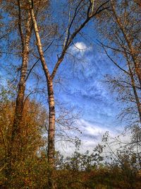 Low angle view of trees against sky