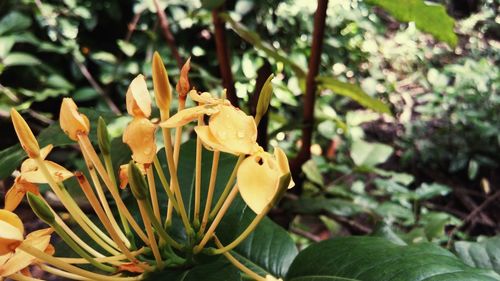 Close-up of yellow flowers blooming outdoors