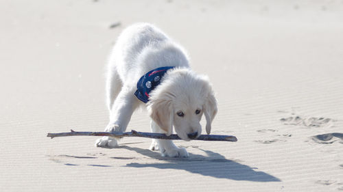 Dog running on snow