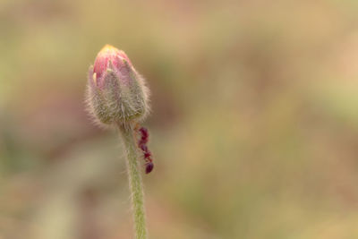 Close-up of flower bud